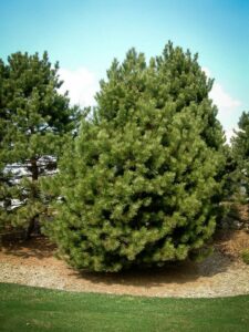 Сосна Чёрная (Pinus Nigra) купить по цене от 270.00р. в интернет-магазине «Посадика» с доставкой почтой в в Дмитровске и по всей России – [изображение №1].