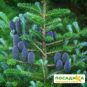 Пихта корейская (Abies koreana) купить по цене от 450.00р. в интернет-магазине «Посадика» с доставкой почтой в в Дмитровске и по всей России – [изображение №1].