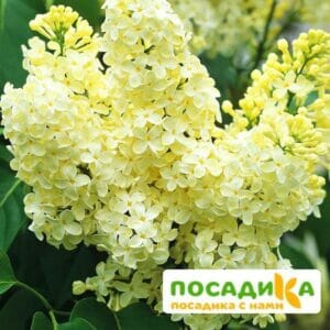 Сирень Примроуз (Primrose) купить по цене от 529.00р. в интернет-магазине «Посадика» с доставкой почтой в в Дмитровске и по всей России – [изображение №1].