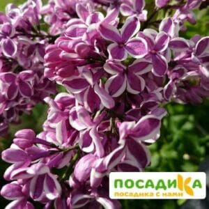 Сирень Сенсация купить по цене от 529.00р. в интернет-магазине «Посадика» с доставкой почтой в в Дмитровске и по всей России – [изображение №1].