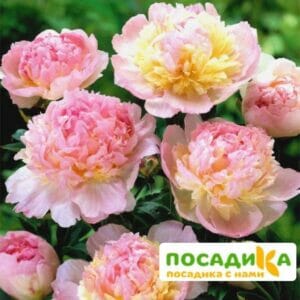 Пион Распберри Сандей (Paeonia Raspberry Sundae) купить по цене от 959р. в интернет-магазине «Посадика» с доставкой почтой в в Дмитровске и по всей России – [изображение №1].