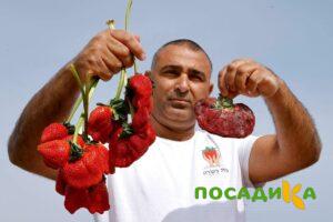 Клубника Гигант Джорнея купить по цене от 266р. в интернет-магазине «Посадика» с доставкой почтой в в Дмитровске и по всей России – [изображение №1].