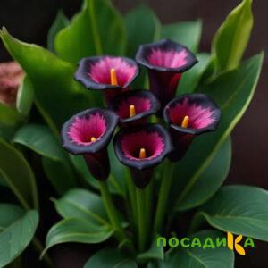Калла Аура Лейс купить по цене от 400р. в интернет-магазине «Посадика» с доставкой почтой в в Дмитровске и по всей России – [изображение №1].