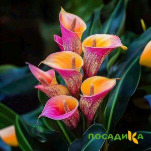 Калла Оникс купить по цене от 450р. в интернет-магазине «Посадика» с доставкой почтой в в Дмитровске и по всей России – [изображение №1].