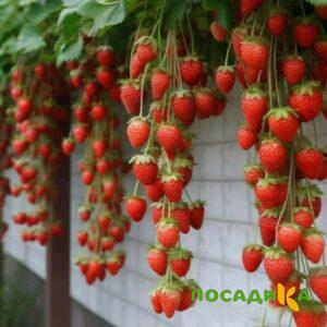 Клубника вьющаяся Комплимент купить по цене от 470р. в интернет-магазине «Посадика» с доставкой почтой в в Дмитровске и по всей России – [изображение №1].