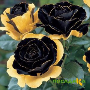 Роза Ханни Сикл купить по цене от 700р. в интернет-магазине «Посадика» с доставкой почтой в в Дмитровске и по всей России – [изображение №1].