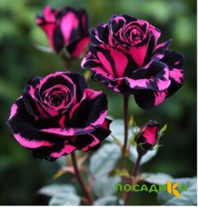 Роза Багровый Шепот купить по цене от 366р. в интернет-магазине «Посадика» с доставкой почтой в в Дмитровске и по всей России – [изображение №1].
