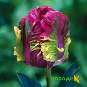 Тюльпан Экзотик Хэвен купить по цене от 186р. в интернет-магазине «Посадика» с доставкой почтой в в Дмитровске и по всей России – [изображение №1].