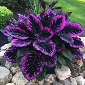 Хоста Люминоза купить по цене от 450р. в интернет-магазине «Посадика» с доставкой почтой в в Дмитровске и по всей России – [изображение №1].