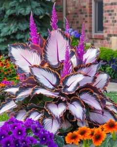 Хоста Кримэн Дрим купить по цене от 549р. в интернет-магазине «Посадика» с доставкой почтой в в Дмитровске и по всей России – [изображение №1].