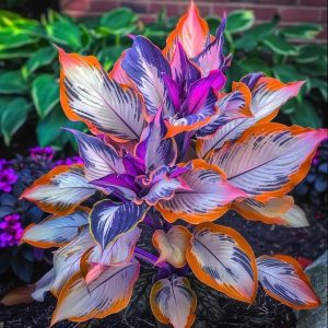 Хоста Эмеральд Тиара купить по цене от 602р. в интернет-магазине «Посадика» с доставкой почтой в в Дмитровске и по всей России – [изображение №1].