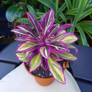 Хоста Сильвер Стик купить по цене от 650р. в интернет-магазине «Посадика» с доставкой почтой в в Дмитровске и по всей России – [изображение №1].