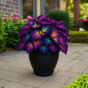 Хоста Фрости Блю купить по цене от 389р. в интернет-магазине «Посадика» с доставкой почтой в в Дмитровске и по всей России – [изображение №1].