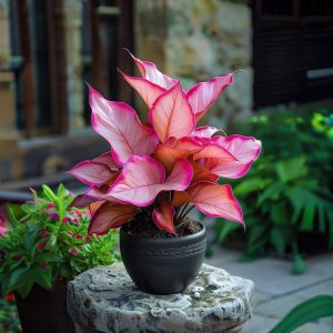 Хоста Розовая Симфония купить по цене от 800р. в интернет-магазине «Посадика» с доставкой почтой в в Дмитровске и по всей России – [изображение №1].