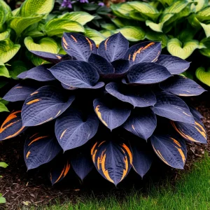 Хоста Умбра купить по цене от 349р. в интернет-магазине «Посадика» с доставкой почтой в в Дмитровске и по всей России – [изображение №1].