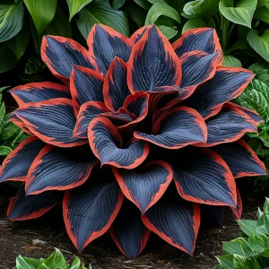 Хоста Солнечный Агат купить по цене от 440р. в интернет-магазине «Посадика» с доставкой почтой в в Дмитровске и по всей России – [изображение №1].