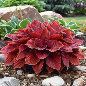 Хоста Рэд Эйнджл купить по цене от 549р. в интернет-магазине «Посадика» с доставкой почтой в в Дмитровске и по всей России – [изображение №1].