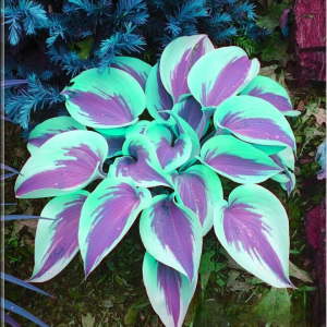 Хоста Висперин Бьюти купить по цене от 379р. в интернет-магазине «Посадика» с доставкой почтой в в Дмитровске и по всей России – [изображение №1].