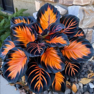 Хоста Сикрет Форест купить по цене от 601р. в интернет-магазине «Посадика» с доставкой почтой в в Дмитровске и по всей России – [изображение №1].