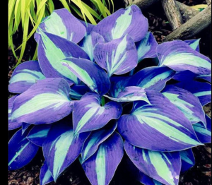 Хоста Аурелия купить по цене от 450р. в интернет-магазине «Посадика» с доставкой почтой в в Дмитровске и по всей России – [изображение №1].